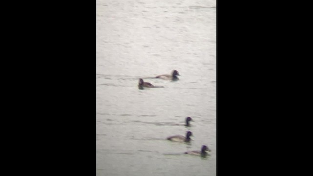 Tufted Duck - ML518292301