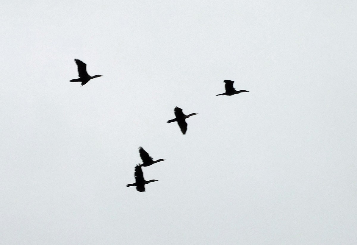 Double-crested Cormorant - ML518293661