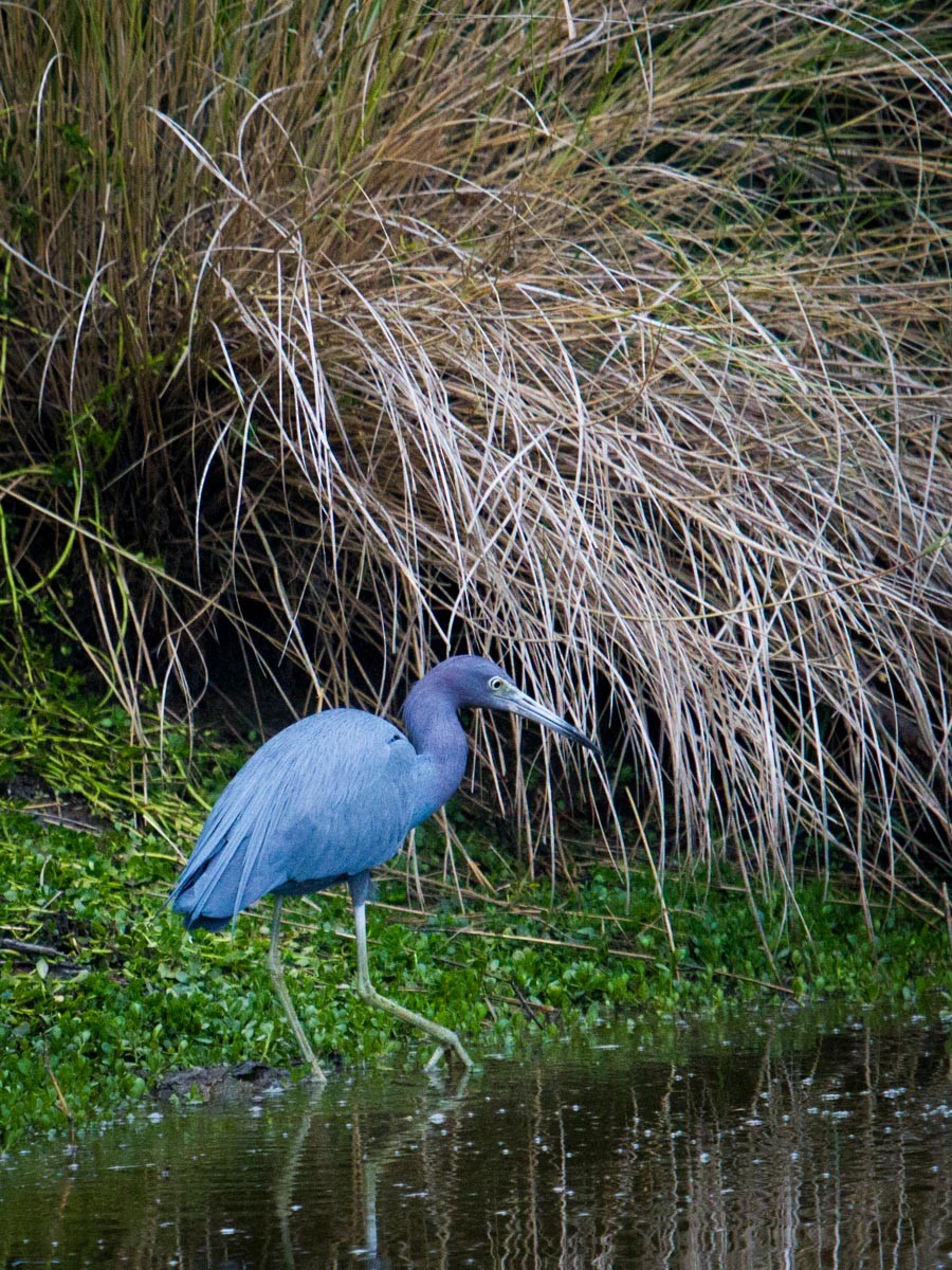 Little Blue Heron - Roland Kilcher