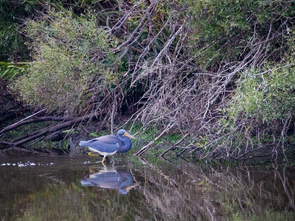 Tricolored Heron - Roland Kilcher