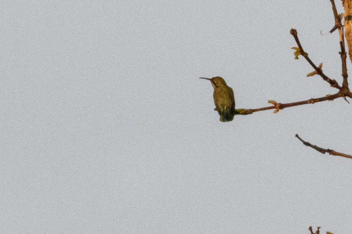 White-vented Violetear - Sue Wright