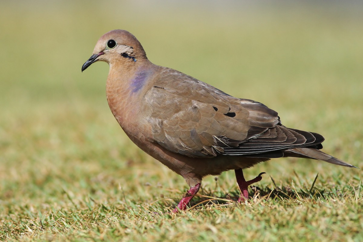 Zenaida Dove - ML51829781