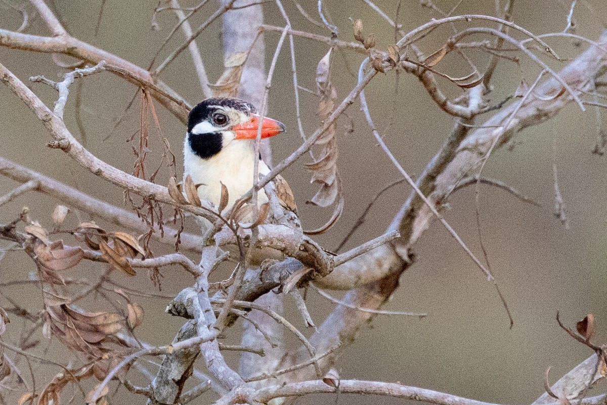 White-eared Puffbird - ML518298161