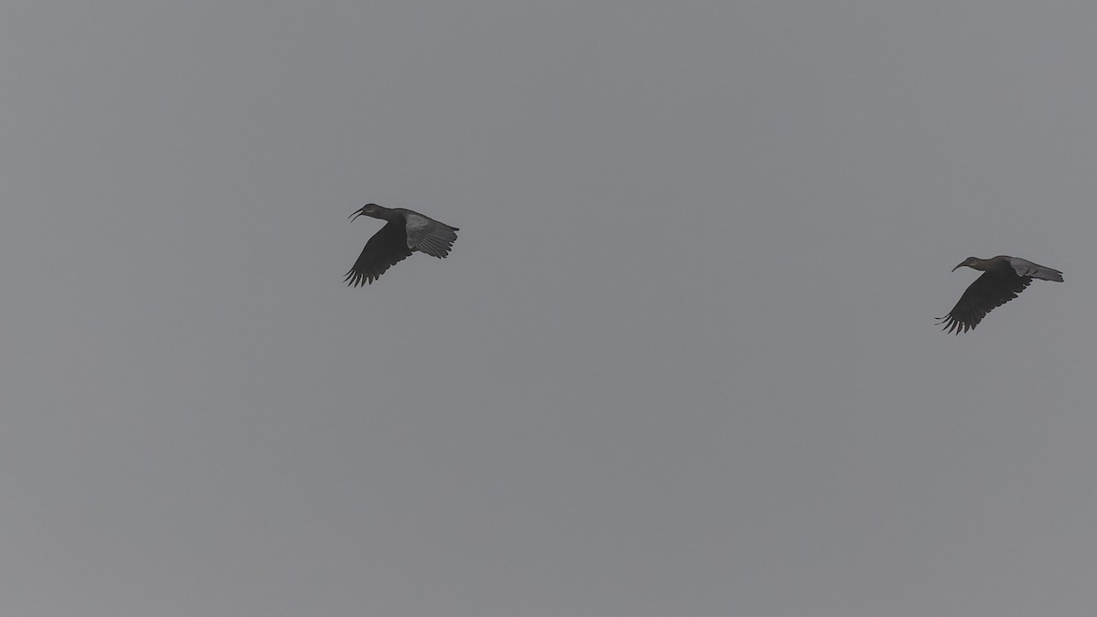 ibis olivový - ML518298391