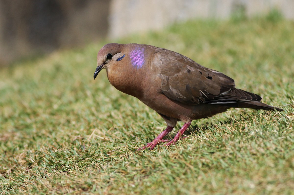 Zenaida Dove - ML51829921