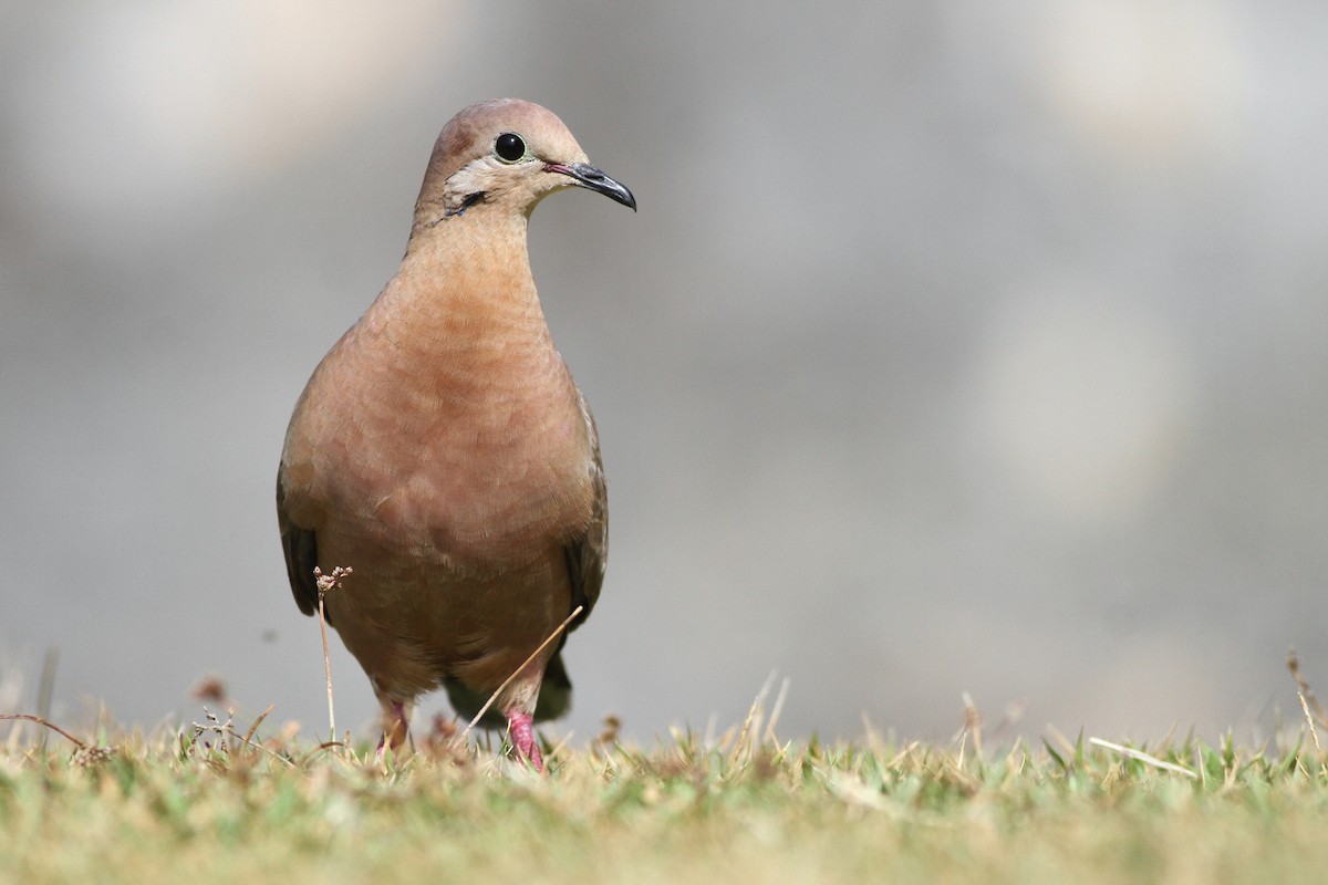 Zenaida Dove - ML51829941