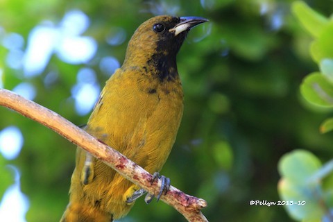 Cuban Oriole - Lyne Pelletier