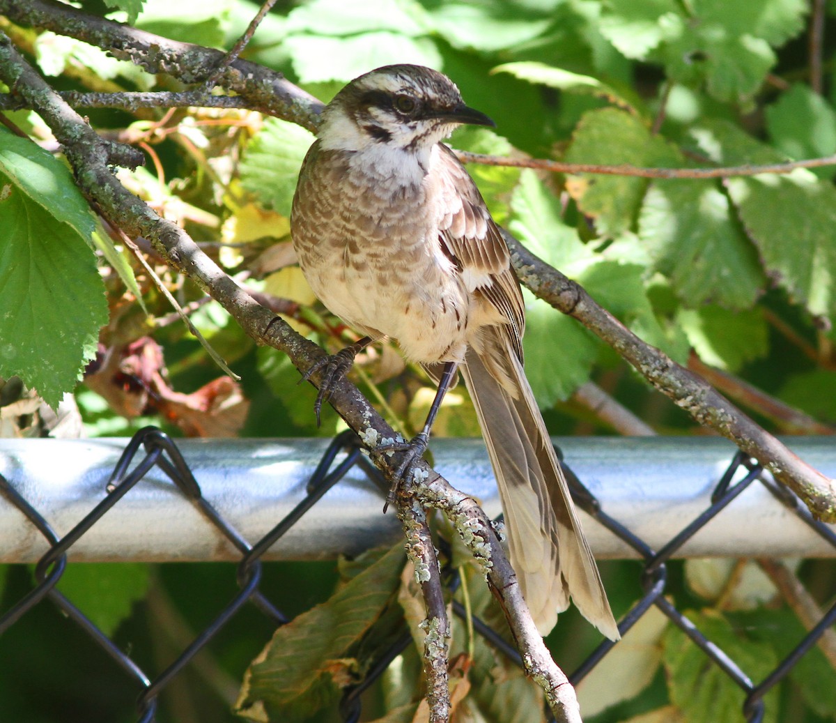 Long-tailed Mockingbird - ML51830001