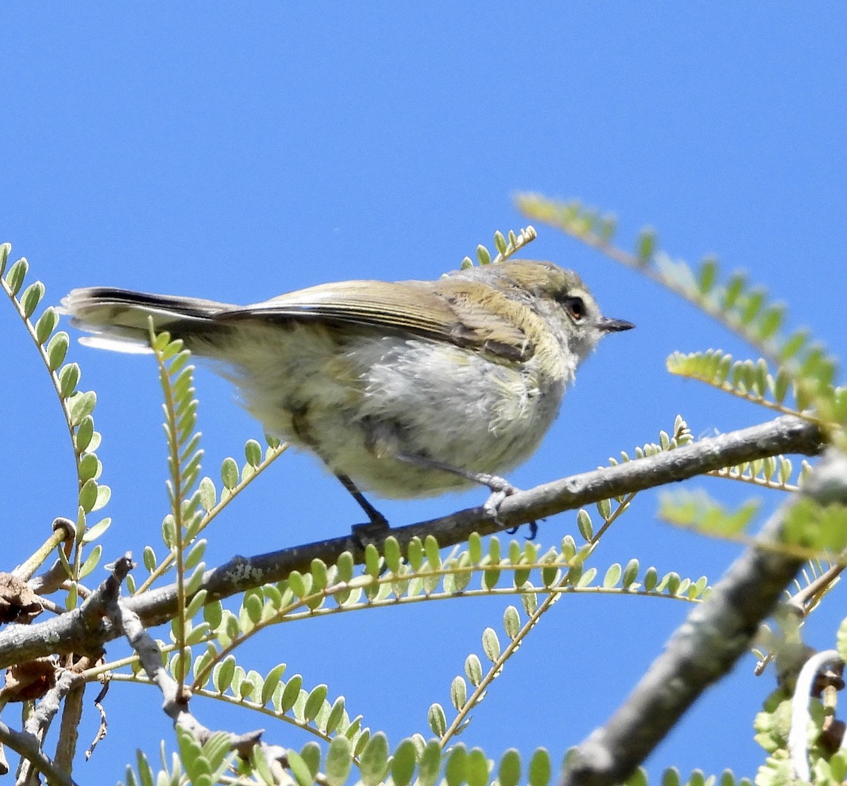 Gray Gerygone - MIck Griffin