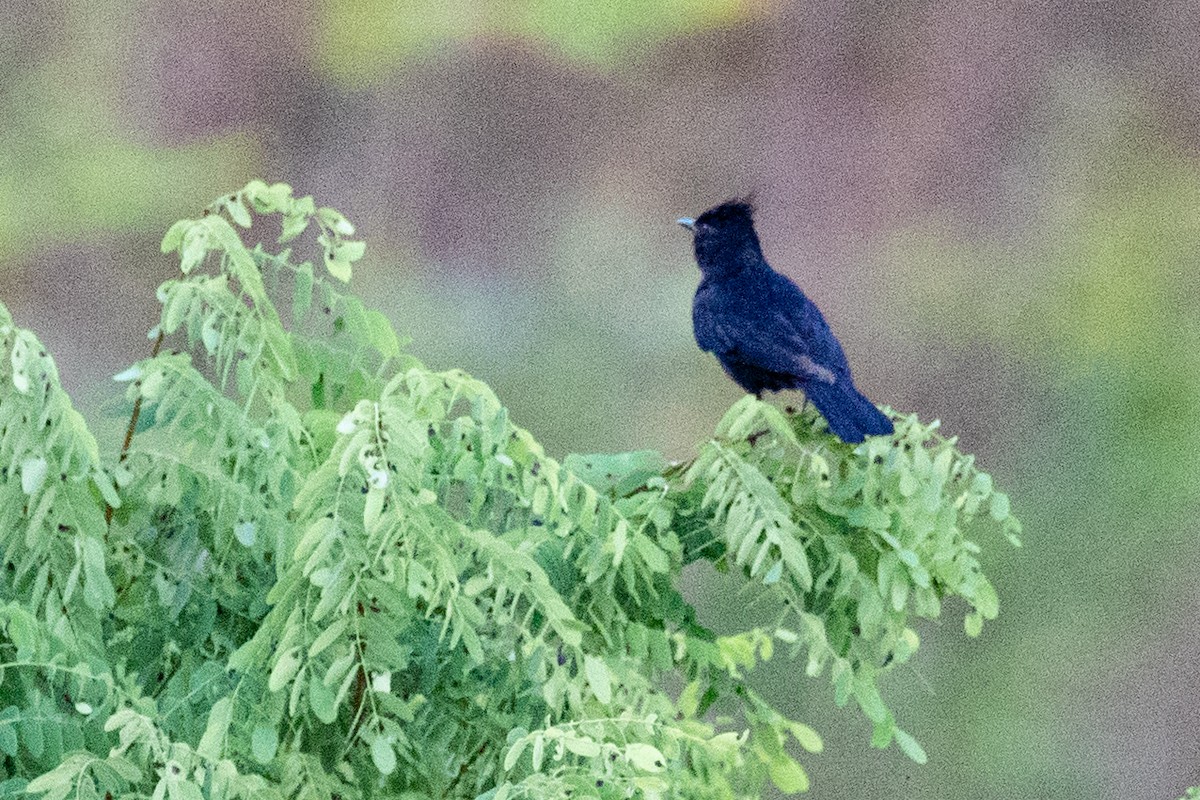 Crested Black-Tyrant - ML518300611