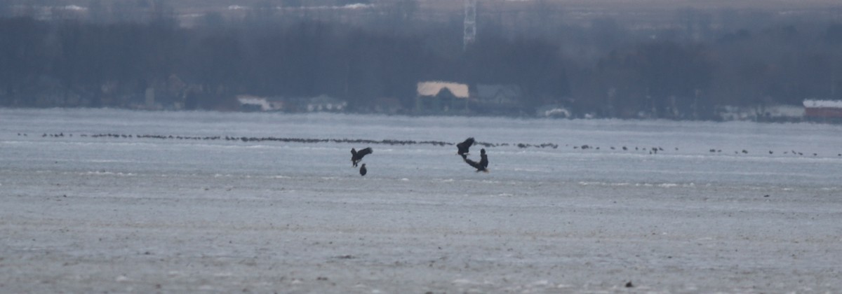 Bald Eagle - ML518300901