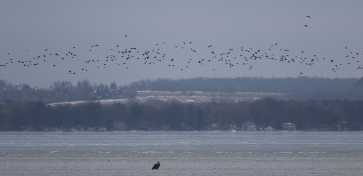 Bald Eagle - ML518300921