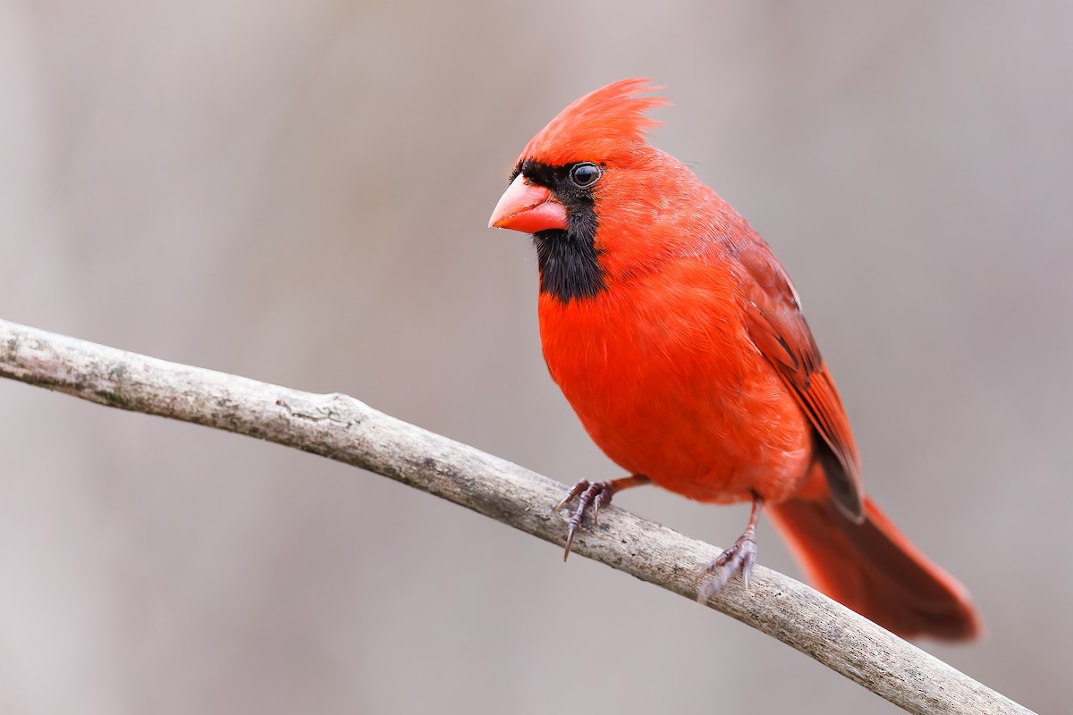 Northern Cardinal - ML518301211