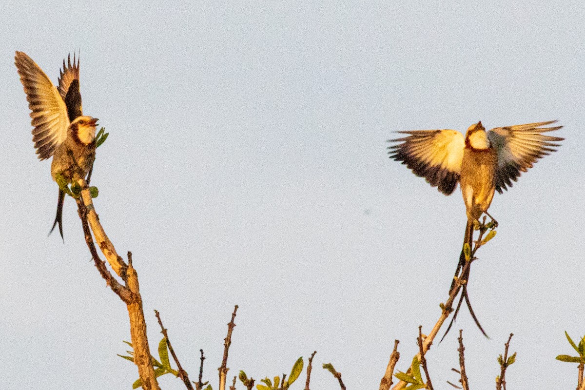 Streamer-tailed Tyrant - Sue Wright