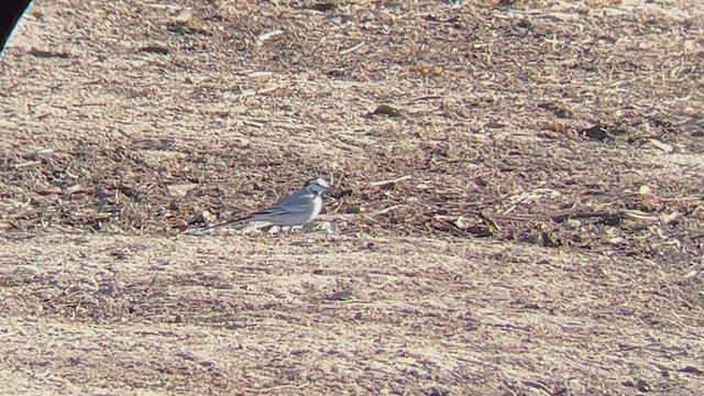 White Wagtail - ML518301501