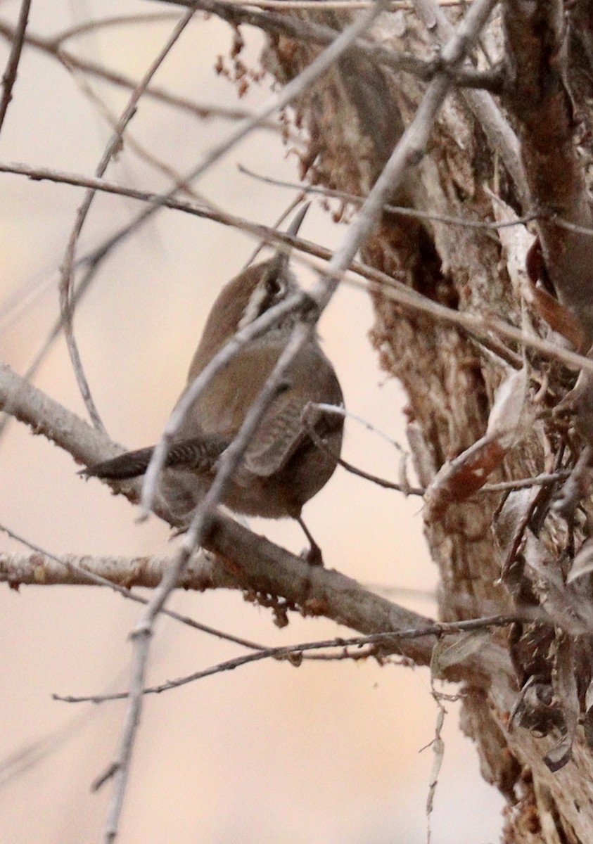 Bewick's Wren - ML518301601