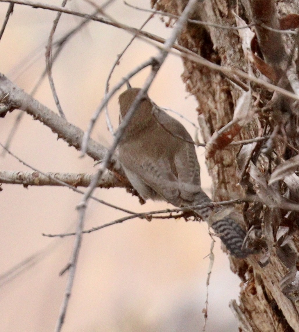 Bewick's Wren - ML518301611