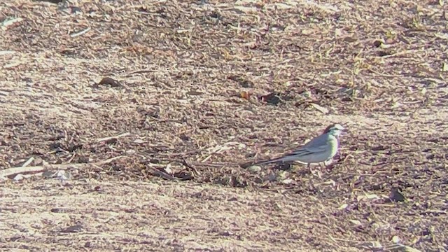 White Wagtail - ML518301741