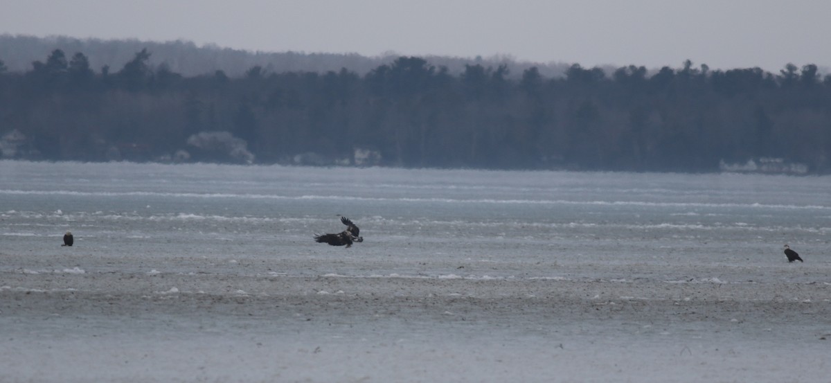 Bald Eagle - ML518301821