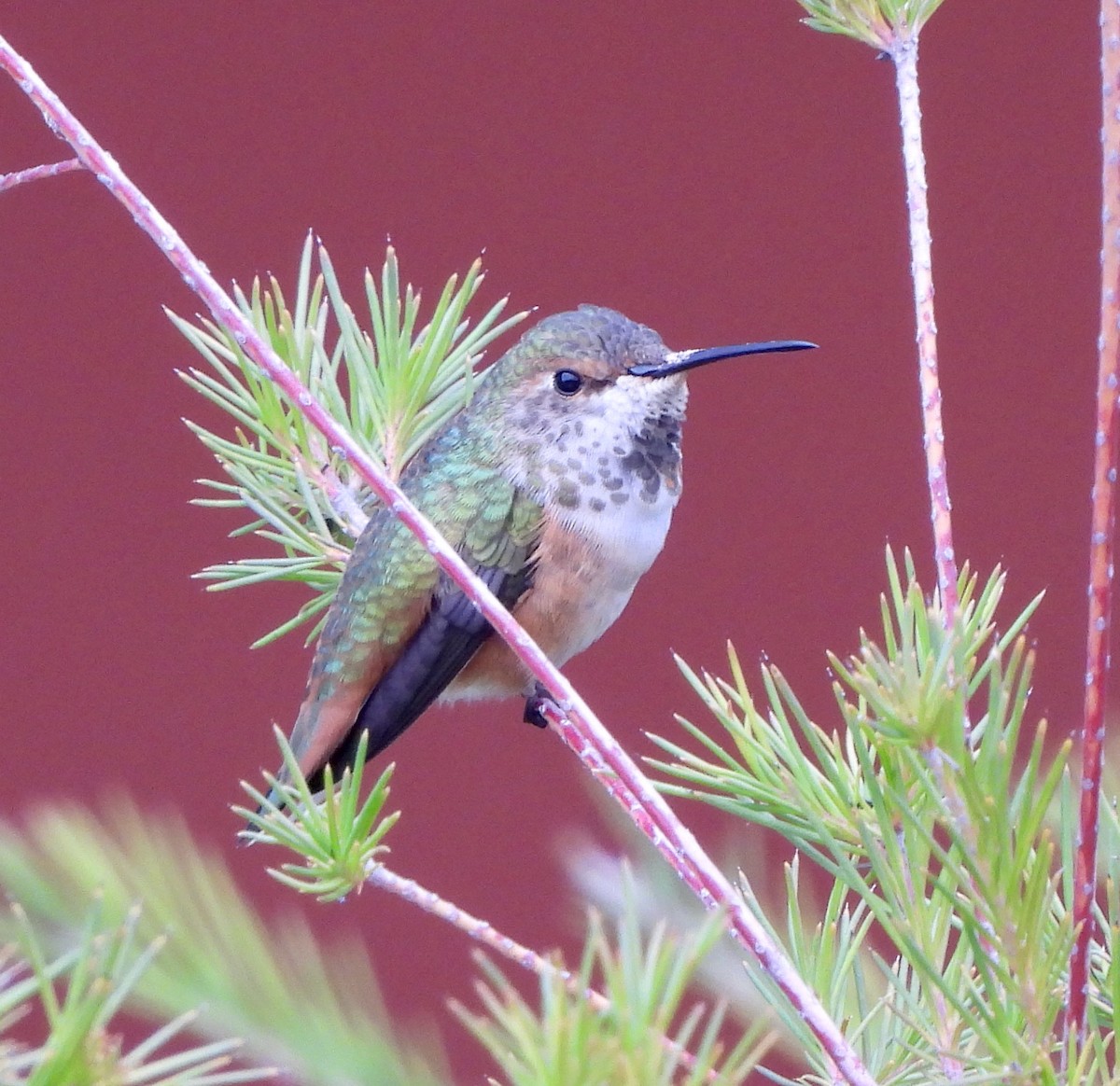 Allen's Hummingbird - ML518303181