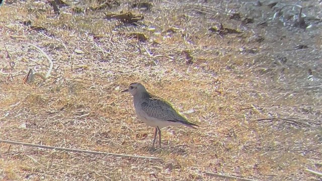 American Golden-Plover - ML518303761