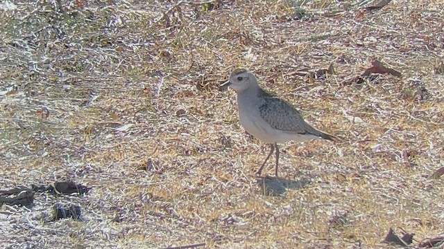 American Golden-Plover - ML518303781