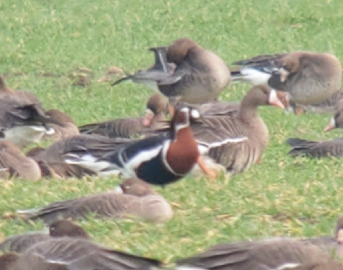 Red-breasted Goose - ML518304031