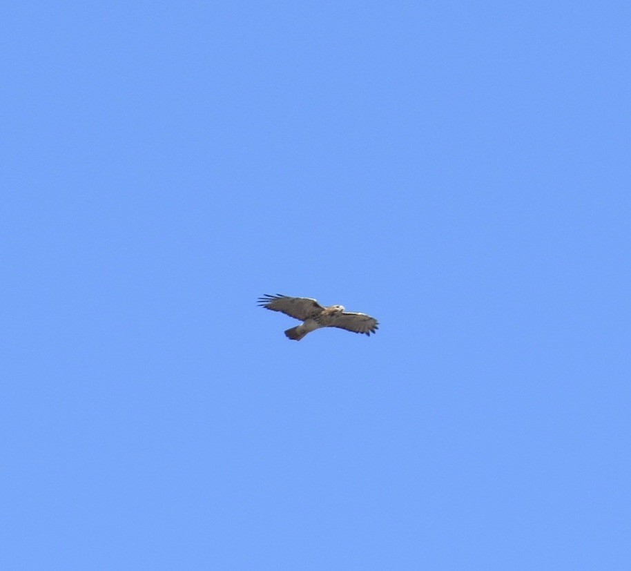Red-tailed Hawk - ML518304341