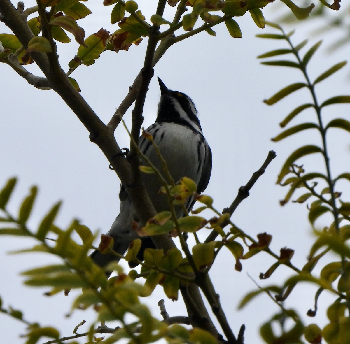 Black-throated Gray Warbler - ML518305031