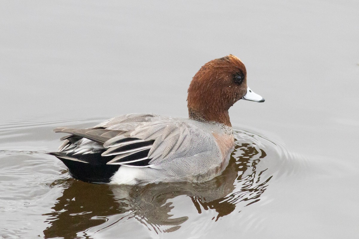 Eurasian Wigeon - Sarah Heinz