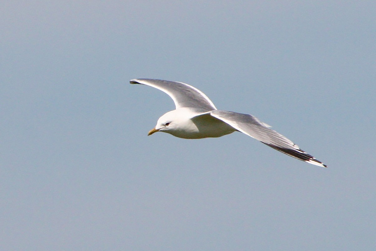 Common Gull - Silas Würfl