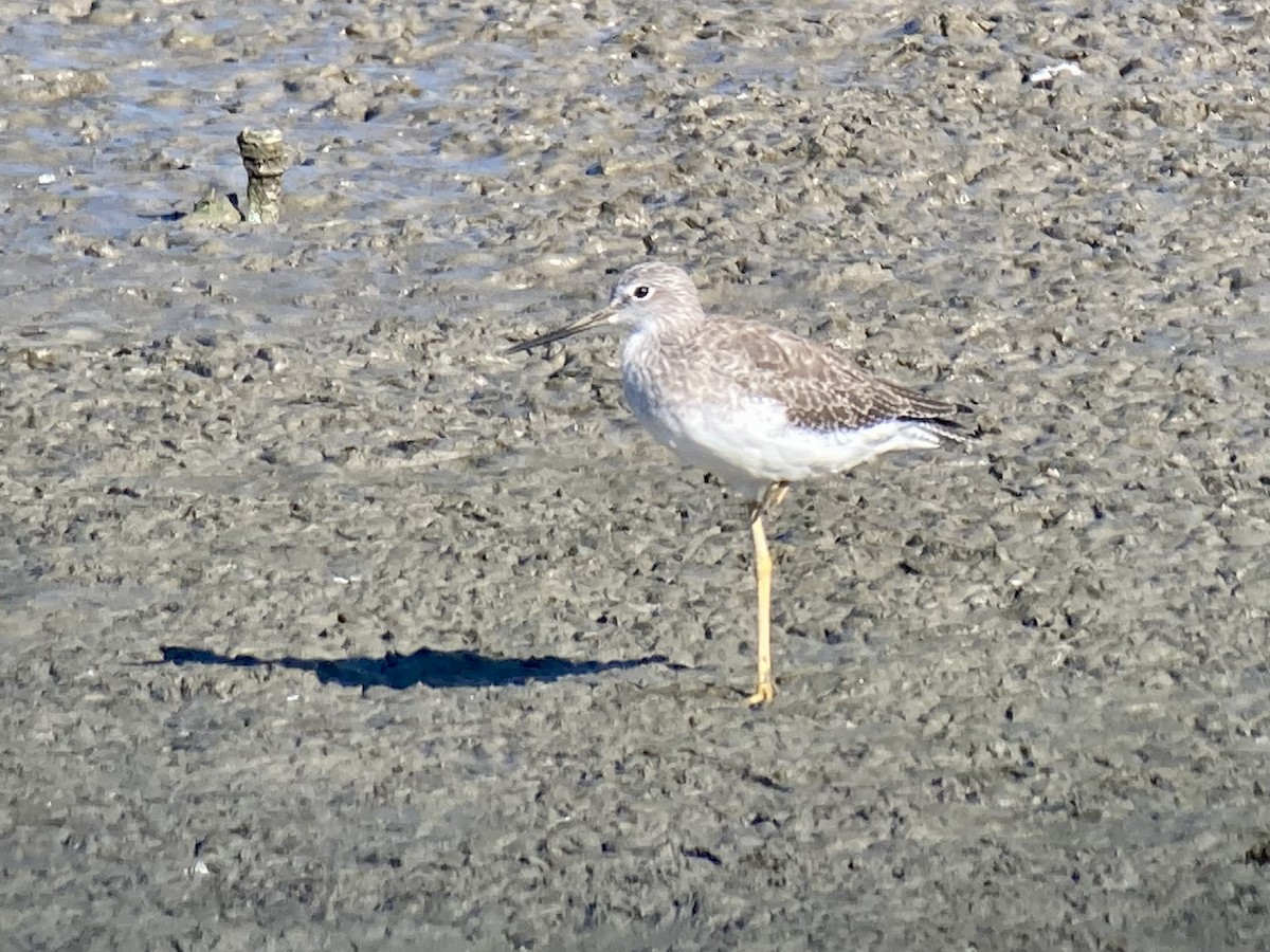 Greater Yellowlegs - Kenny Frisch