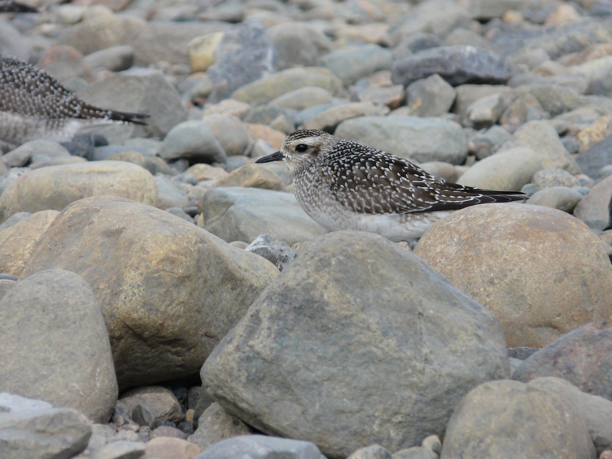 American Golden-Plover - ML518306491