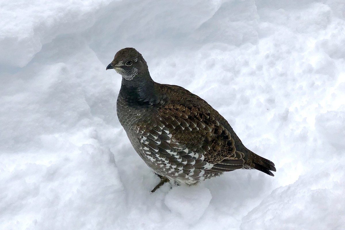 Sooty Grouse - ML518306691