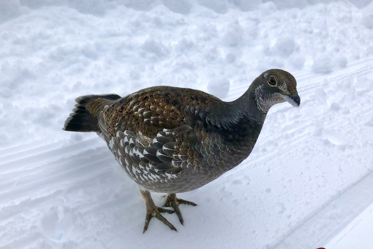 Sooty Grouse - ML518306721