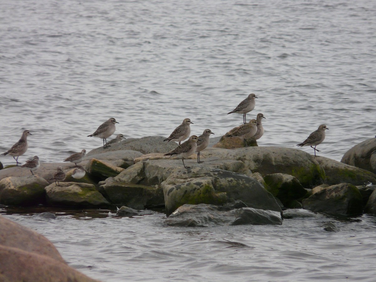 American Golden-Plover - ML518307871