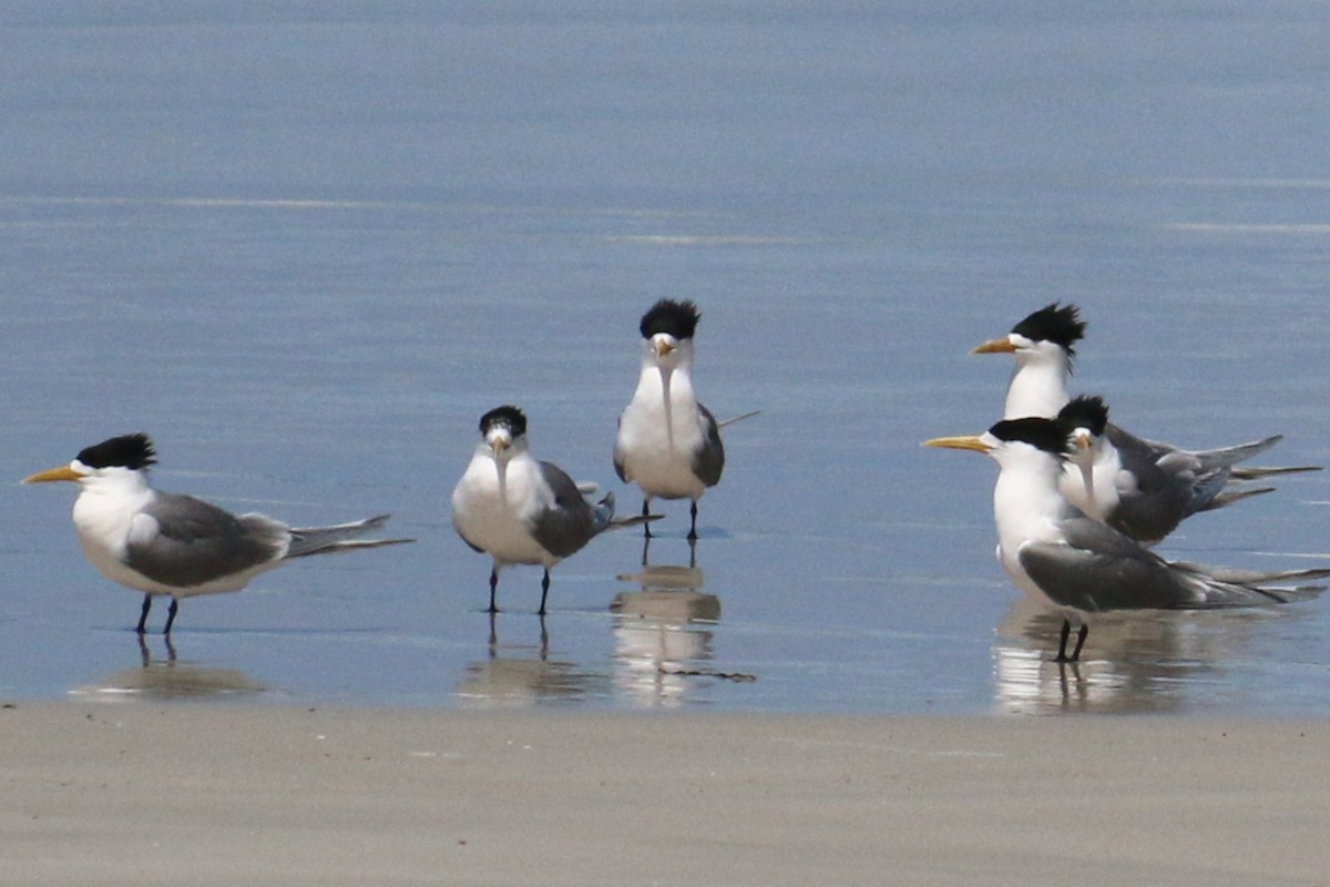 Great Crested Tern - ML518308951