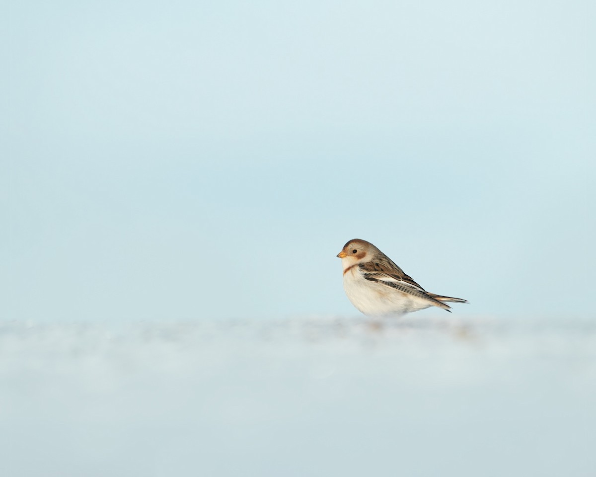 Цасч хөмрөг - ML518309211
