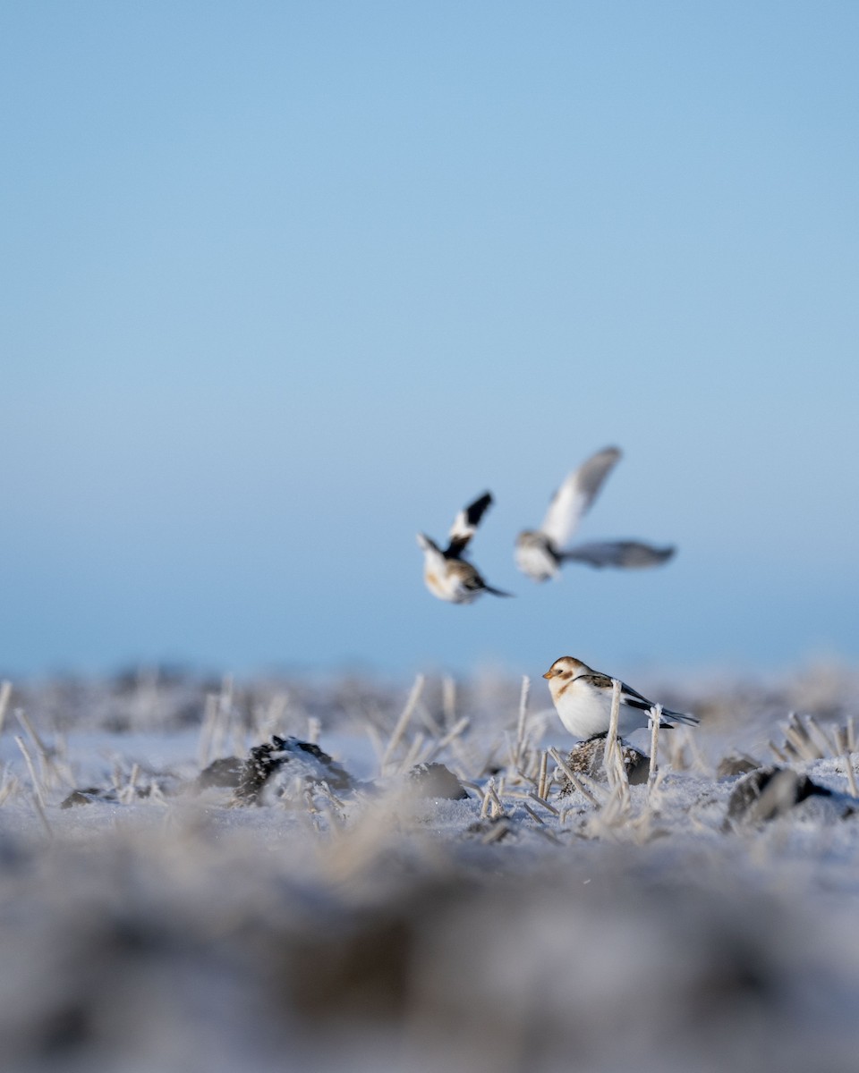 Цасч хөмрөг - ML518309221