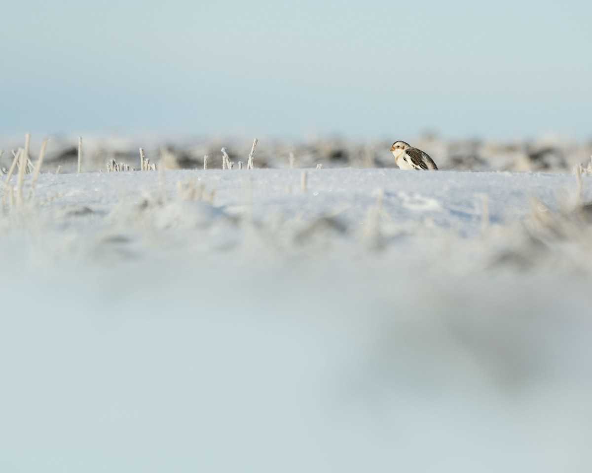 Цасч хөмрөг - ML518309241