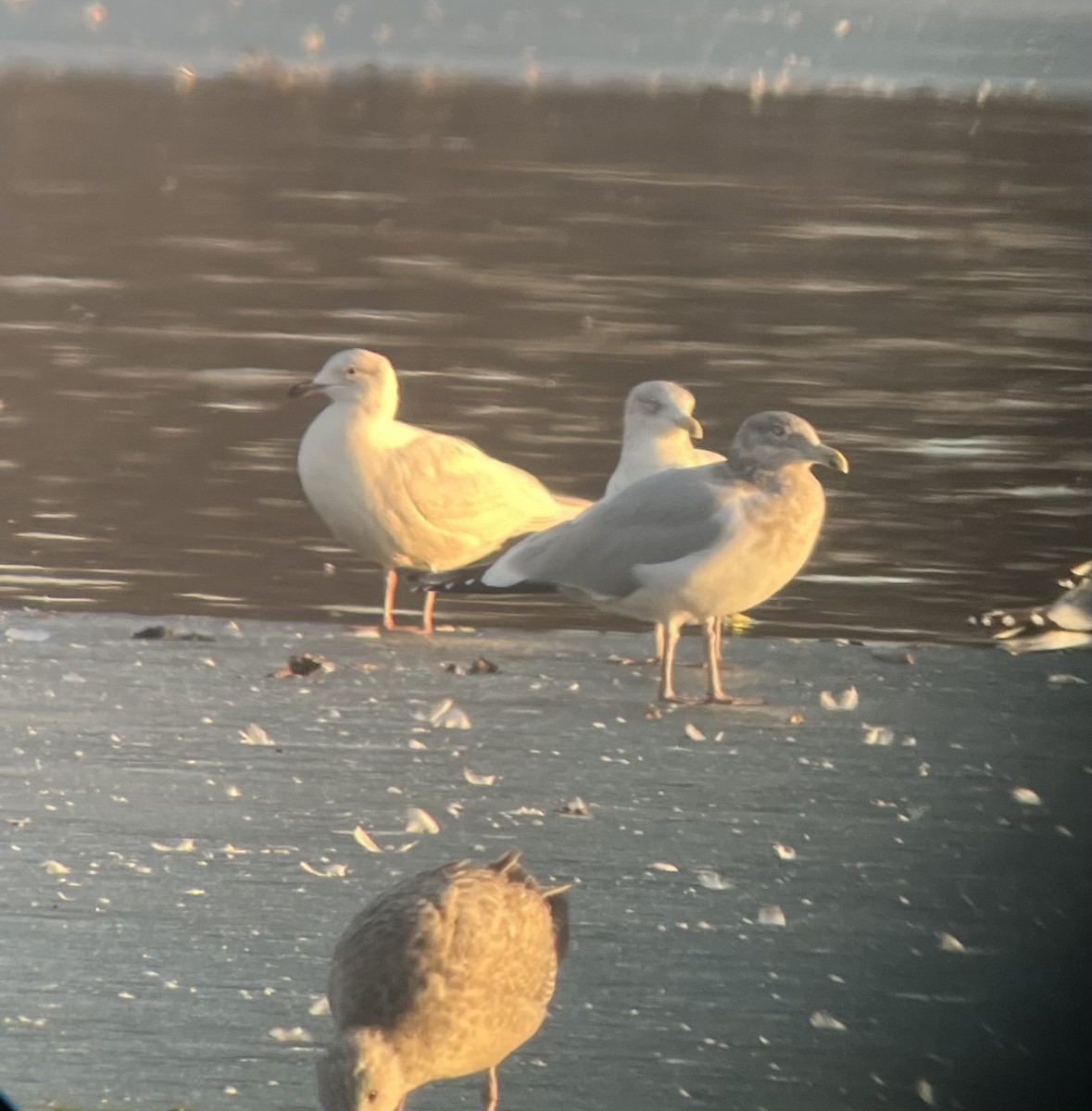 Iceland Gull - ML518309401