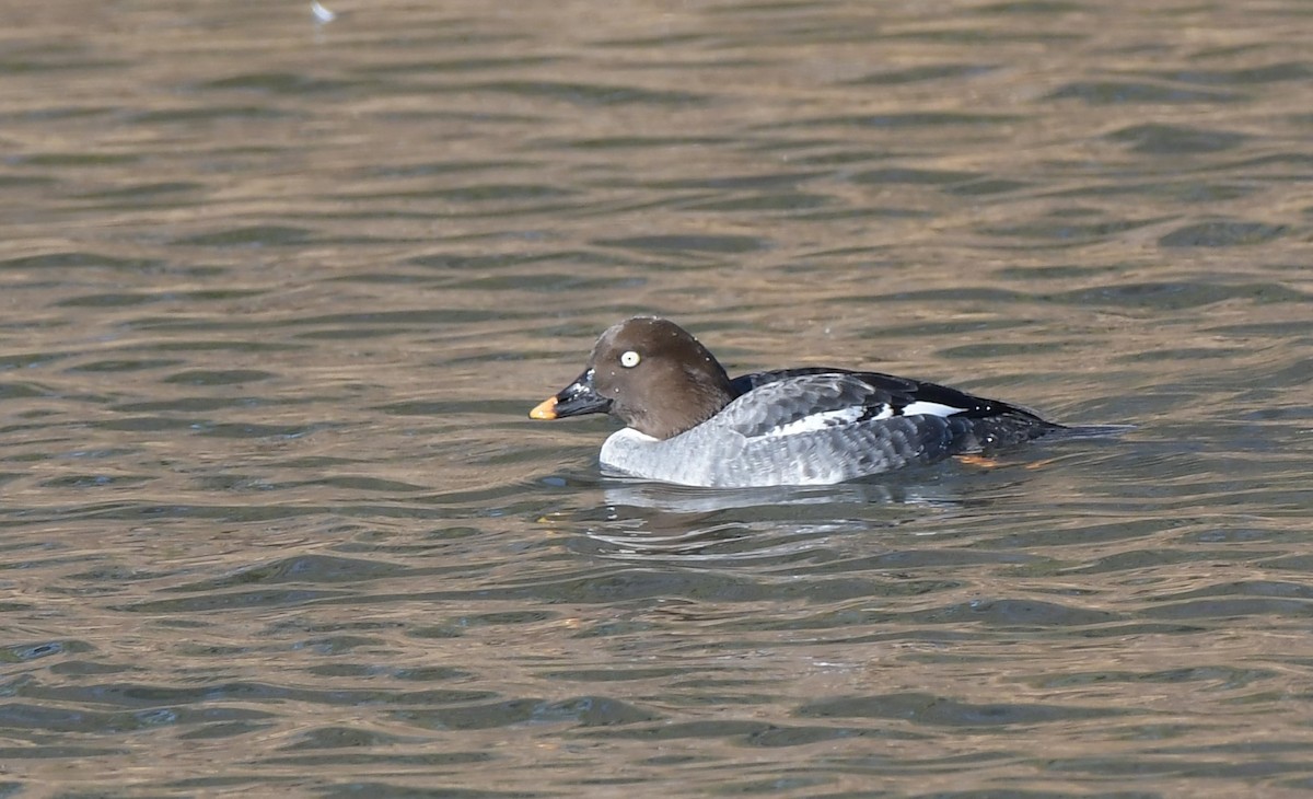 Common Goldeneye - ML518309621