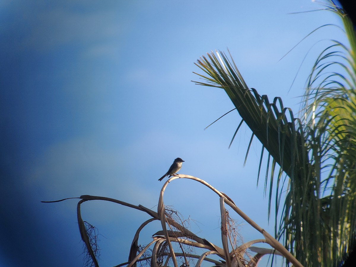 Eastern Phoebe - Carlos Gonzalez