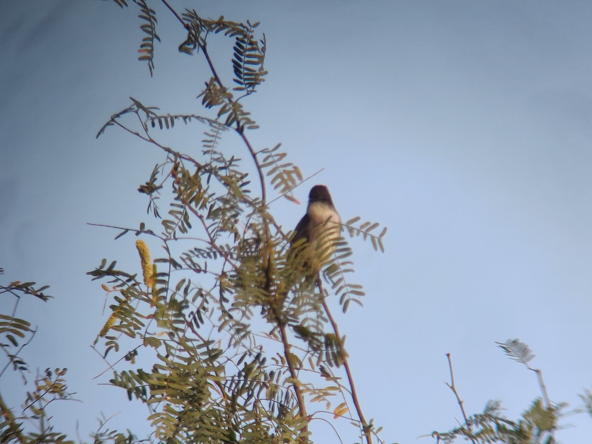 Eastern Phoebe - Carlos Gonzalez