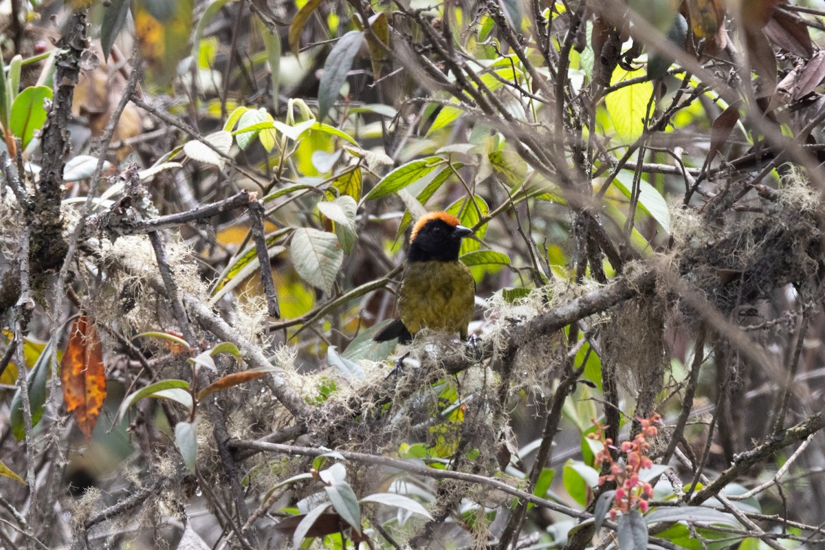 Black-faced Brushfinch - ML518311481