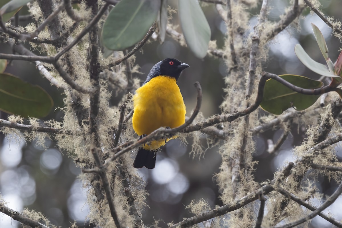 Hooded Mountain Tanager - ML518311511