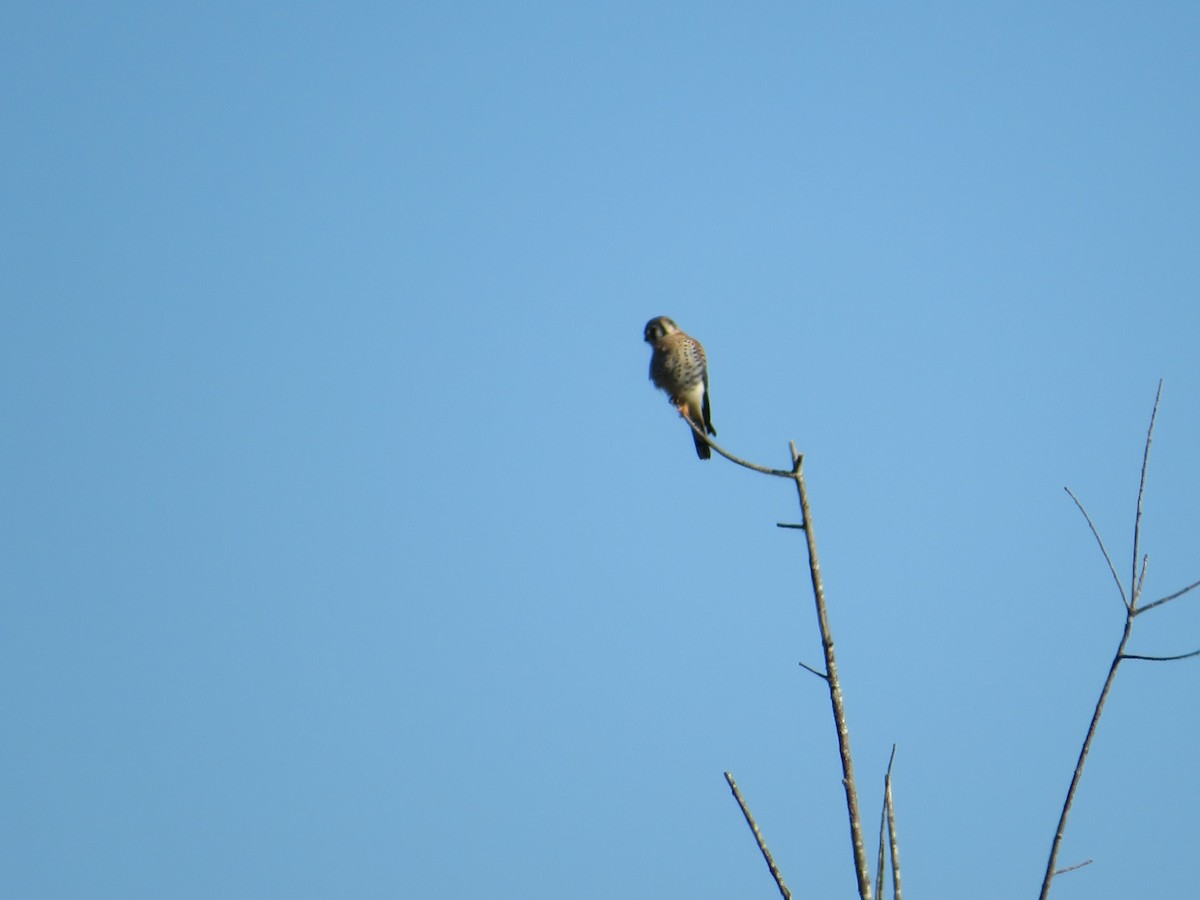 American Kestrel - Anne Thompson