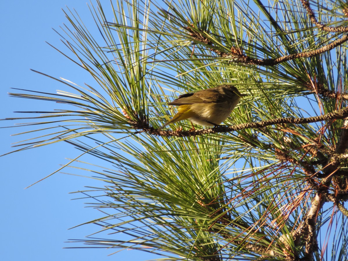 Palm Warbler - Anne Thompson