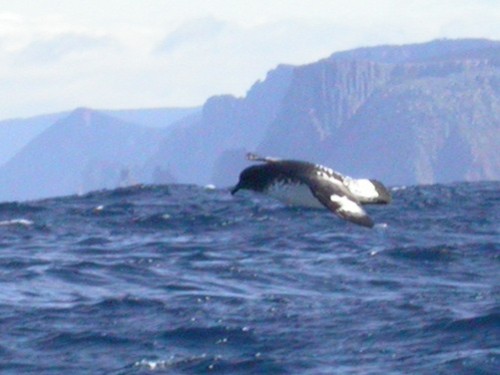 Cape Petrel - ML51831321