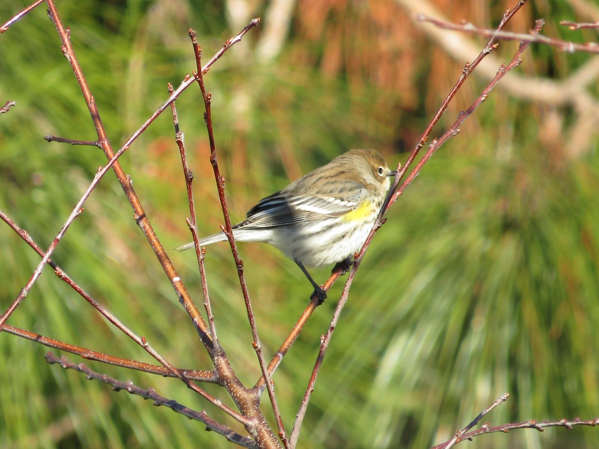 Yellow-rumped Warbler - ML518313461